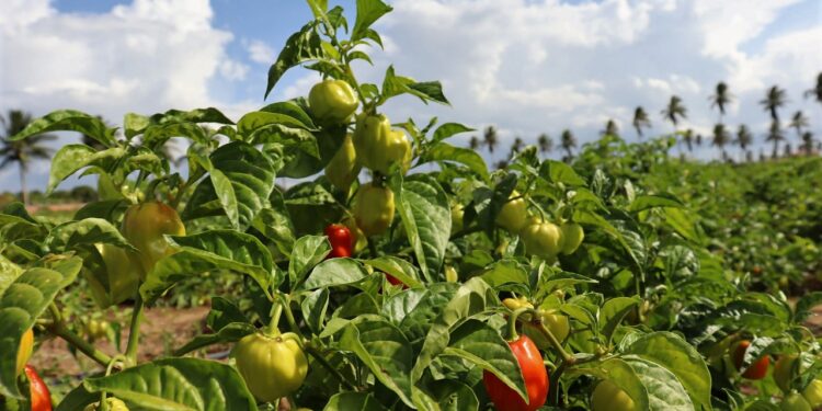 Cresce demanda por pimenta habanero e anima agricultores irrigantes de Lagarto