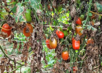 Perímetro irrigado de Lagarto dobra produção de tomate gerando renda aos agricultores