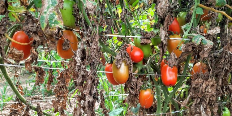 Perímetro irrigado de Lagarto dobra produção de tomate gerando renda aos agricultores