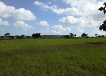 Fim de semana será de tempo parcialmente nublado e temperaturas máximas acima dos 35°C