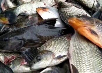 Canindé do São Francisco vive a multiplicação dos peixes