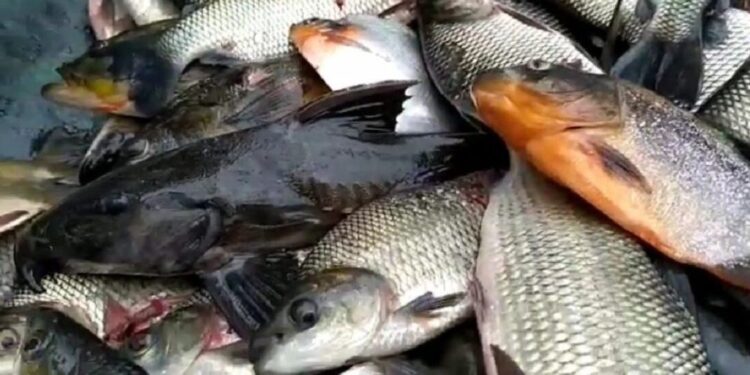 Canindé do São Francisco vive a multiplicação dos peixes