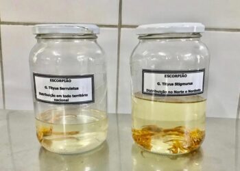 Bairros da zona Norte concentram maiores índices de acidentes por escorpião