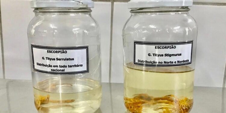 Bairros da zona Norte concentram maiores índices de acidentes por escorpião