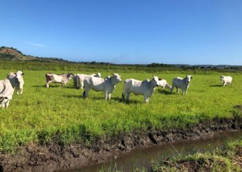 Senar Sergipe abre credenciamento para Assistência Técnica e Gerencial aos produtores rurais