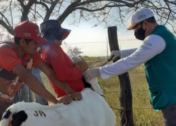 Reunião discute imunização do rebanho contra brucelose e febre aftosa em Sergipe