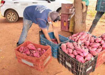 Irrigantes dos perímetros estaduais dobram produção de batata-doce atendendo mercado exigente