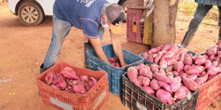 Irrigantes dos perímetros estaduais dobram produção de batata-doce atendendo mercado exigente