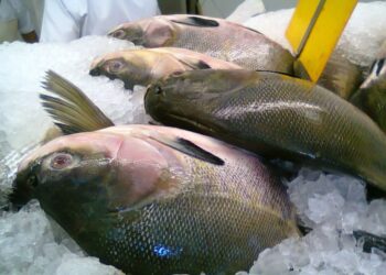 Santa Rosa mantém tradição e realiza a distribuição de peixes