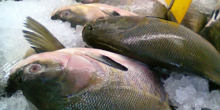 Santa Rosa mantém tradição e realiza a distribuição de peixes