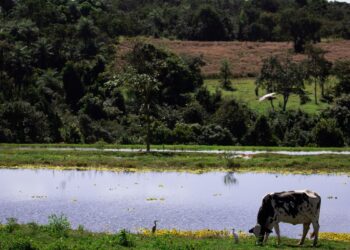 Valor da Produção Agropecuária deve chegar a R$ 1,227 trilhão este ano