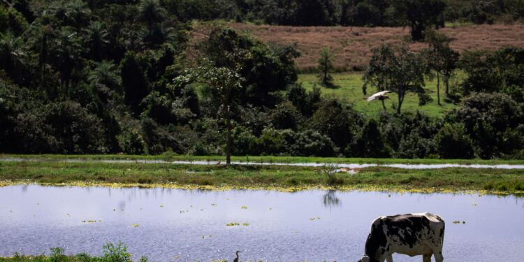 Valor da Produção Agropecuária deve chegar a R$ 1,227 trilhão este ano