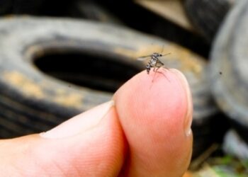 Sergipe tem 2º maior aumento de registros de dengue no NE, diz MS