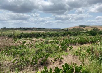 Exclusão de sete municípios sergipanos da região do semiárido preocupa Faese e traz prejuízos aos produtores rurais
