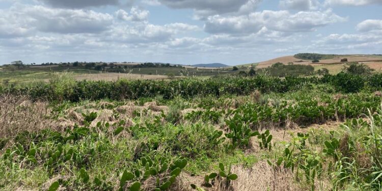 Exclusão de sete municípios sergipanos da região do semiárido preocupa Faese e traz prejuízos aos produtores rurais