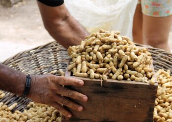 Cresce a produção do amendoim em perímetros irrigados em Sergipe