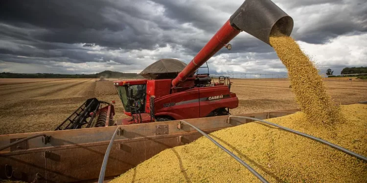 IBGE mantém boas expectativas para safra 2022 de milho em Sergipe