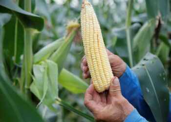 Agricultores devem colher 2,8 milhões de espigas de milho verde irrigado no período junino