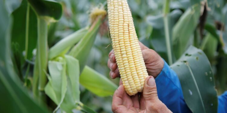 Agricultores devem colher 2,8 milhões de espigas de milho verde irrigado no período junino