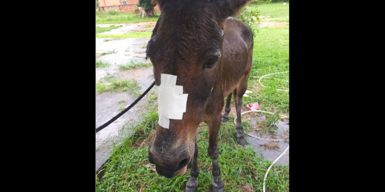 Polícia Civil identifica autor de maus-tratos contra mula em Capela