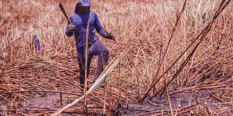 Estado pretende reajustar valor do Mão-Amiga Cana e Laranja e ampliar benefício do Pró-Sertão Bacia Leiteira