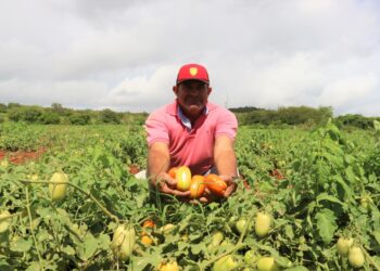 Sucesso com tomate em perímetro irrigado do Sertão vira dia de campo