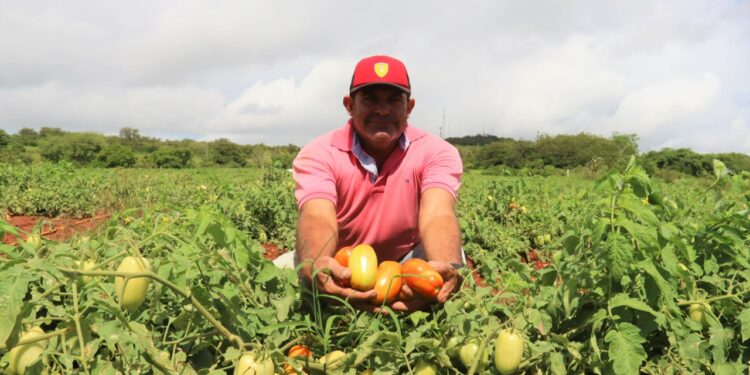 Sucesso com tomate em perímetro irrigado do Sertão vira dia de campo