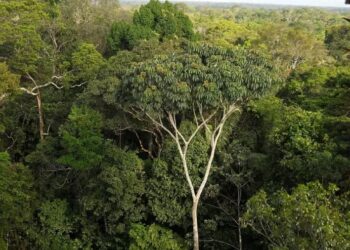 PF apura desaparecimento de indigenista e jornalista na Amazônia
