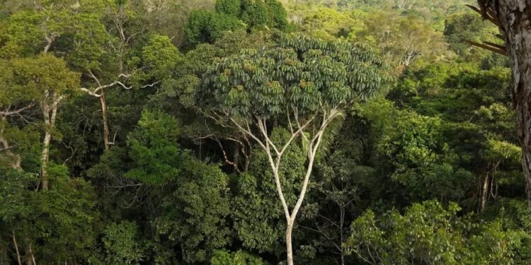 PF apura desaparecimento de indigenista e jornalista na Amazônia