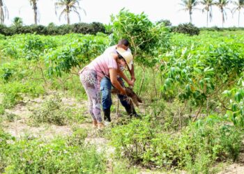 Cooperativas de Lagarto e Salgado têm apoio da Cohidro para atuar na compra com doação simultânea de alimentos