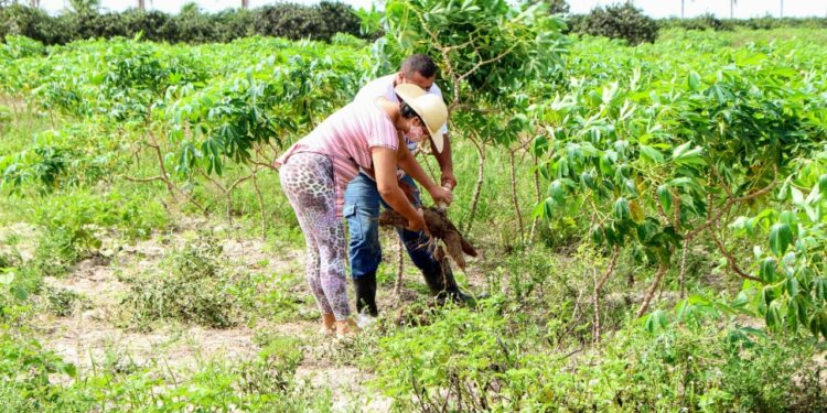Cooperativas de Lagarto e Salgado têm apoio da Cohidro para atuar na compra com doação simultânea de alimentos