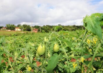 Perímetro de Canindé promove Dia de Campo do Cultivo Irrigado do Tomate nesta terça, 21