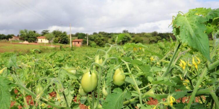 Perímetro de Canindé promove Dia de Campo do Cultivo Irrigado do Tomate nesta terça, 21