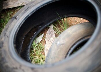 Aracaju mantém classificação de médio risco de infestação de Aedes aegypti
