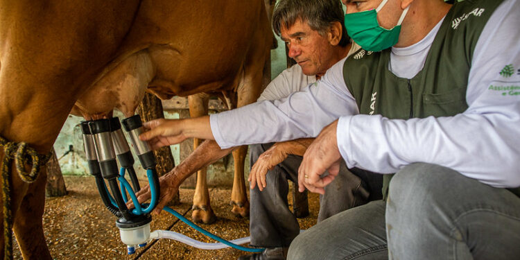 Preço do leite pago ao produtor rural não acompanha aumento do preço nos supermercados