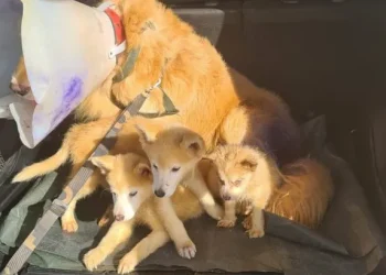 Polícia Civil encontra canil clandestino na Barra dos Coqueiros. Os animais eram utilizados para reprodução e venda