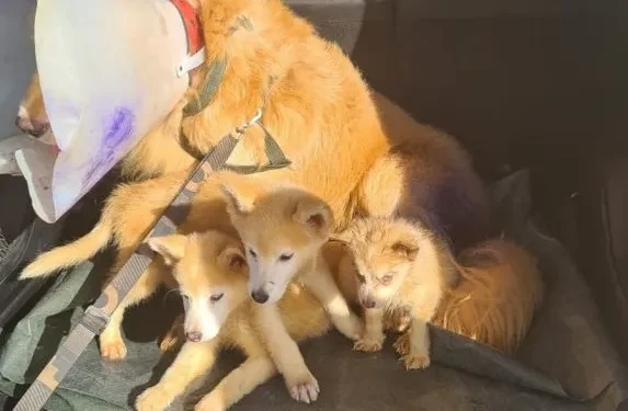 Polícia Civil encontra canil clandestino na Barra dos Coqueiros. Os animais eram utilizados para reprodução e venda