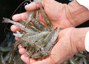 Encontro discutirá futuro da criação de camarões em Sergipe