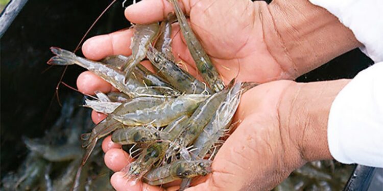 Encontro discutirá futuro da criação de camarões em Sergipe