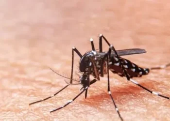LIRAa identifica 12 municípios em situação de alto risco de infestação do mosquito da dengue, zika e chikungunya, no estado de Sergipe