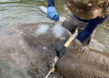 Peixe-boi-marinho “Astro” é atropelado mais uma vez