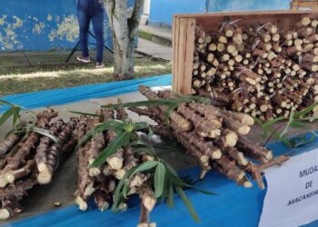 Primeira edição do Encontro de Troca de Mudas reúne agricultores em Rosário do Catete