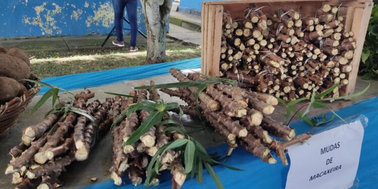 Primeira edição do Encontro de Troca de Mudas reúne agricultores em Rosário do Catete