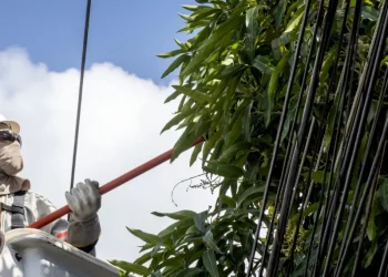 Manutenção preventiva de árvores pode prevenir acidentes com rede elétrica