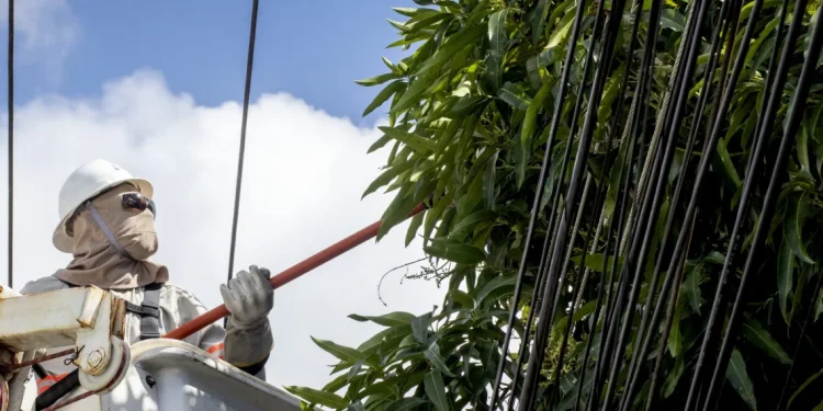 Manutenção preventiva de árvores pode prevenir acidentes com rede elétrica