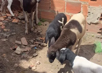 Polícia Civil prende homem suspeito por furto de ovelhas em Umbaúba. Ele foi detido em flagrante, ainda com os animais
