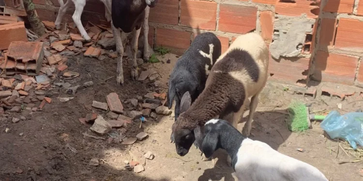 Polícia Civil prende homem suspeito por furto de ovelhas em Umbaúba. Ele foi detido em flagrante, ainda com os animais