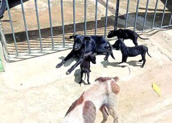 São Cristóvão nega assistência a animais, afirma OAB/SE