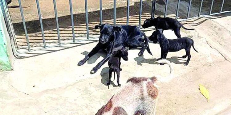 São Cristóvão nega assistência a animais, afirma OAB/SE