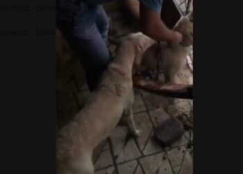 Depama resgata animais sem alimentação em Aracaju